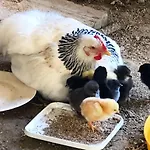 A La Ferme De Verdurette 펜션 콜드즈수르씨엘