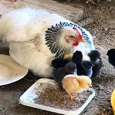 à La Ferme De Verdurette Hébergement de vacances Cordes-sur-Ciel