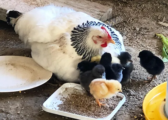 A La Ferme De Verdurette 別荘 コルド・シュル・シエル